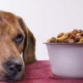 Что делать если собака не ест
