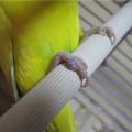 Травмы лап у попугаев