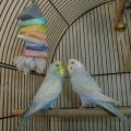 Волнистый попугайчик - покупка птицы и обустройство места